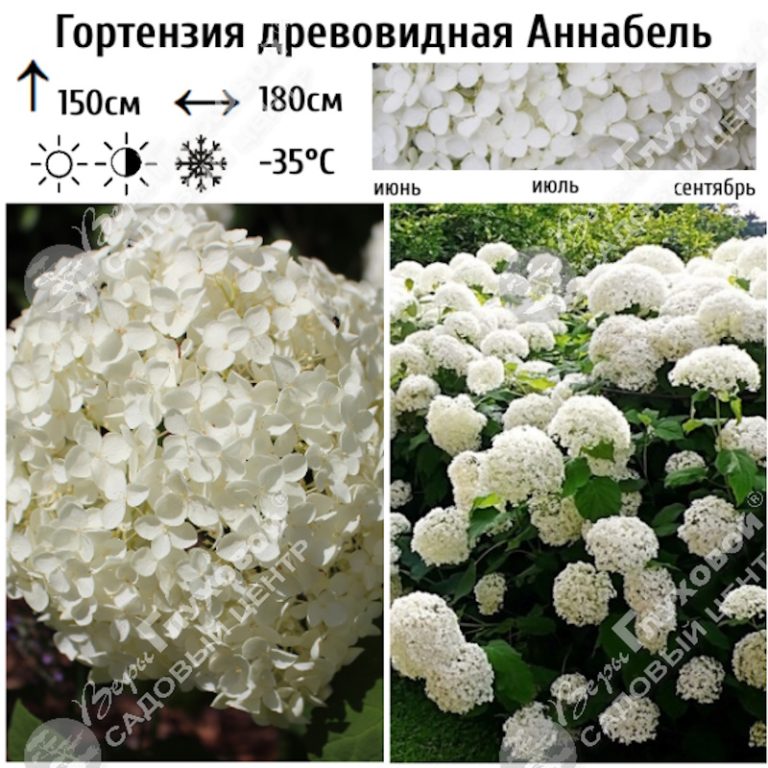 гортензия древовидная